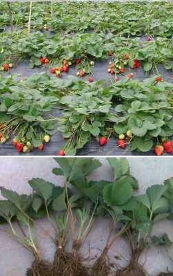 大棚草莓苗种植（大棚草莓苗种植方法视频）