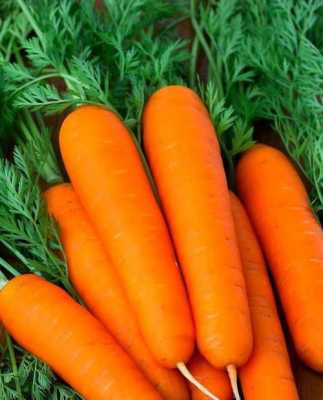 胡萝卜含有哪些维生素（胡萝卜含有哪些维生素?）